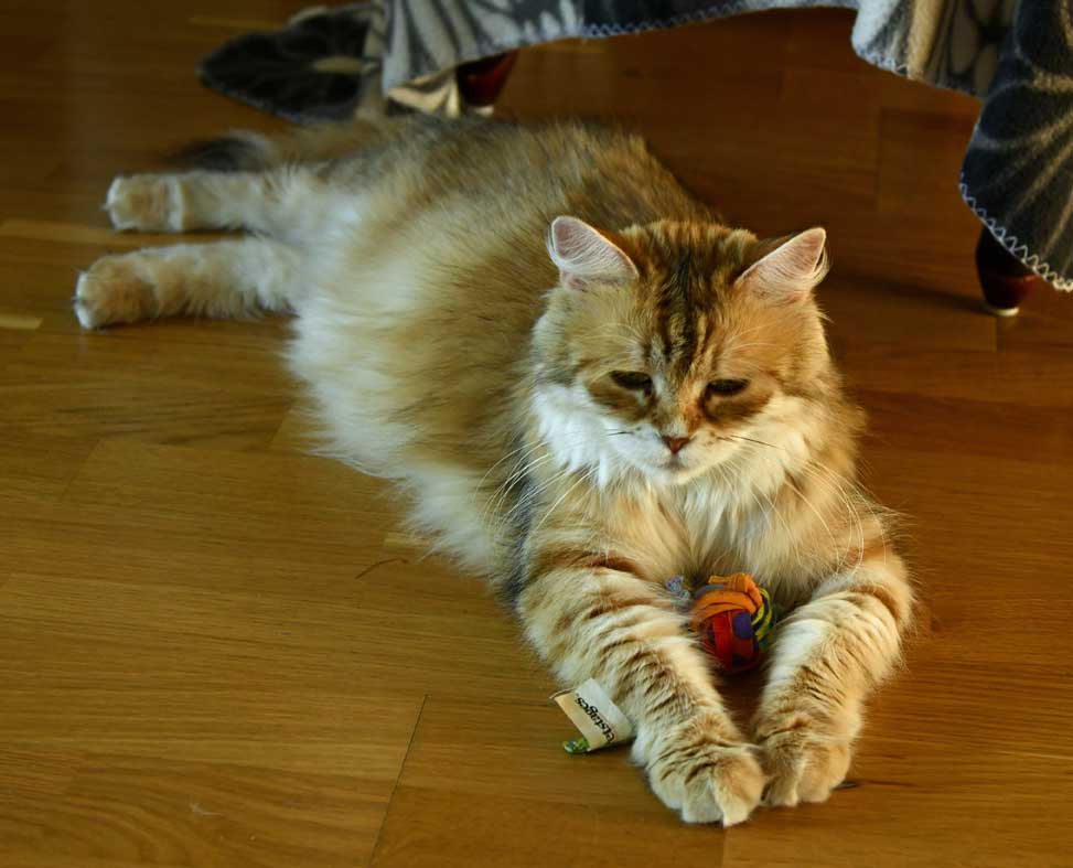 sibirisk katt Uni