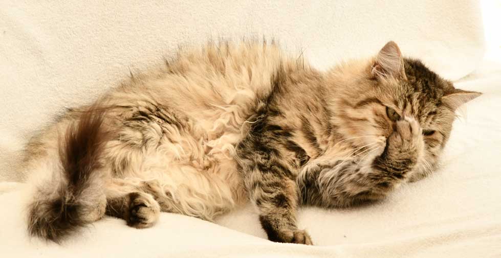 sibirisk katt Gabbie