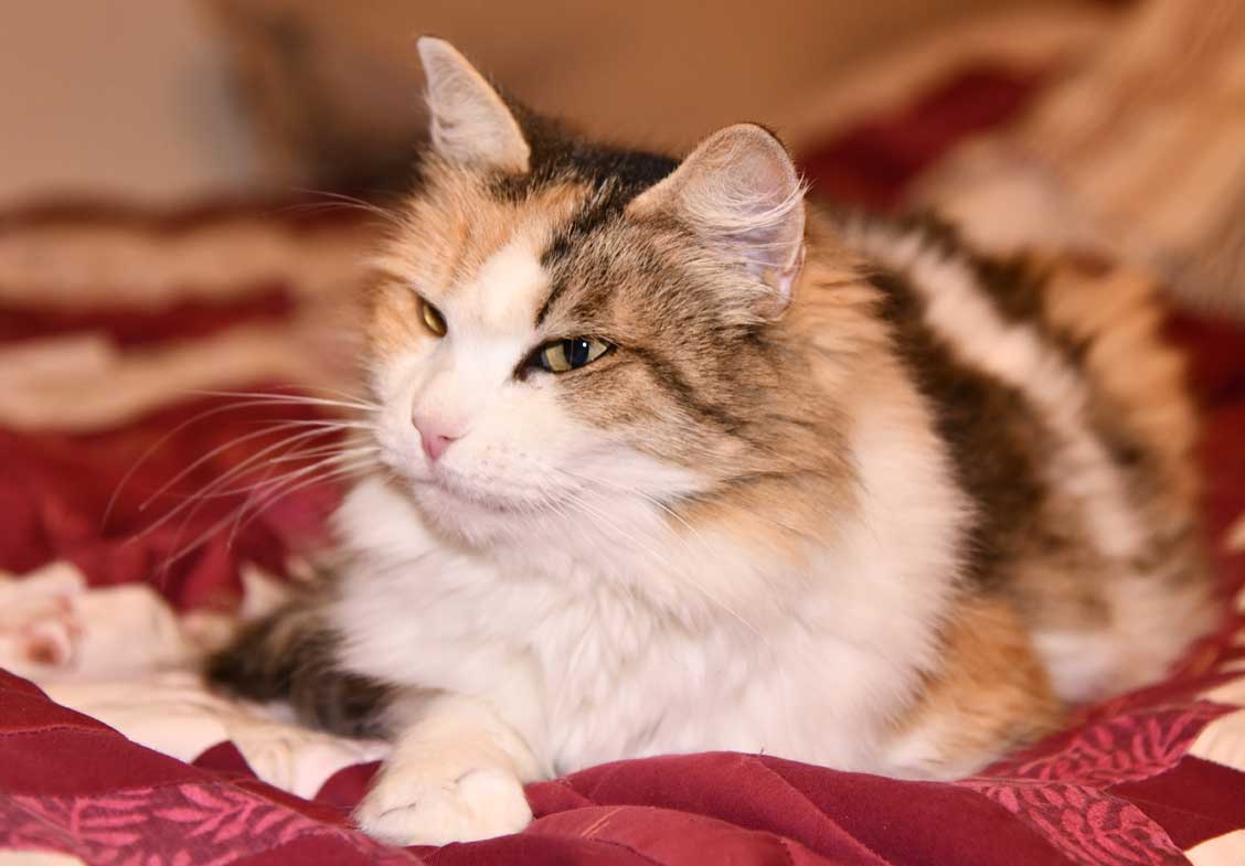 sibirisk katt Colbie