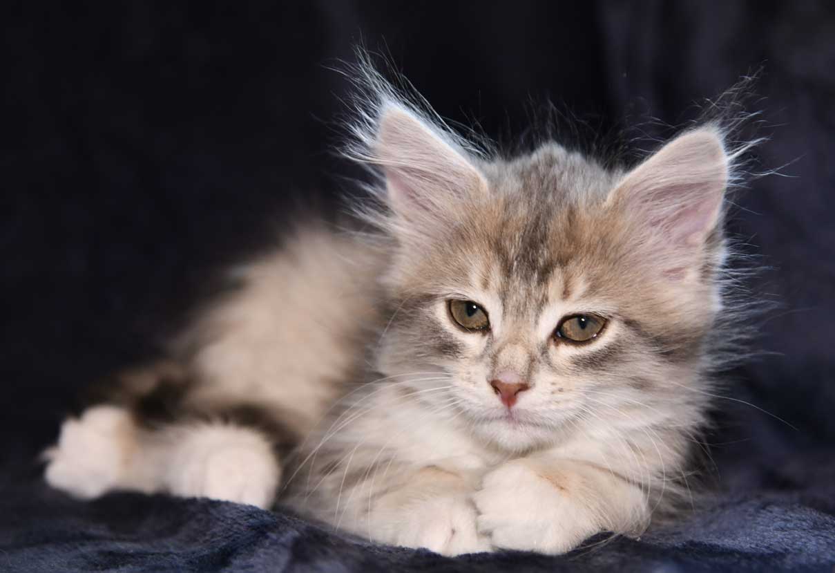 Sibirisk kattunge Utopia