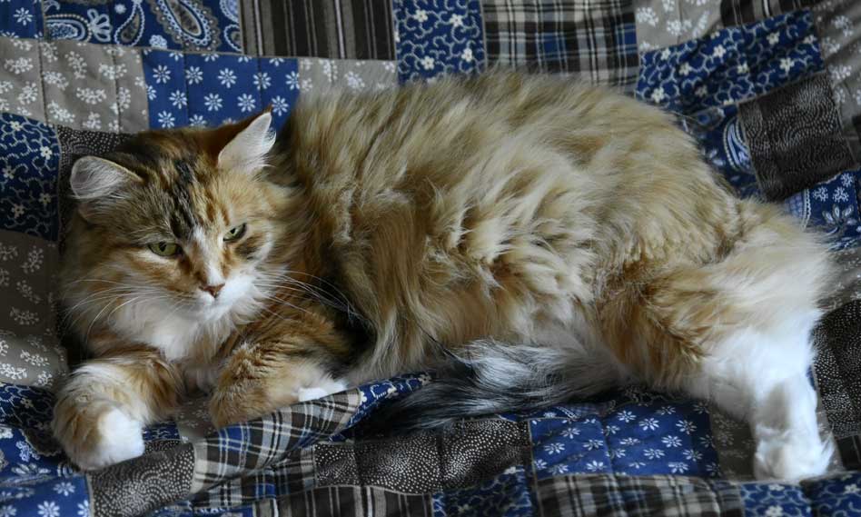 sibirisk katt Dani