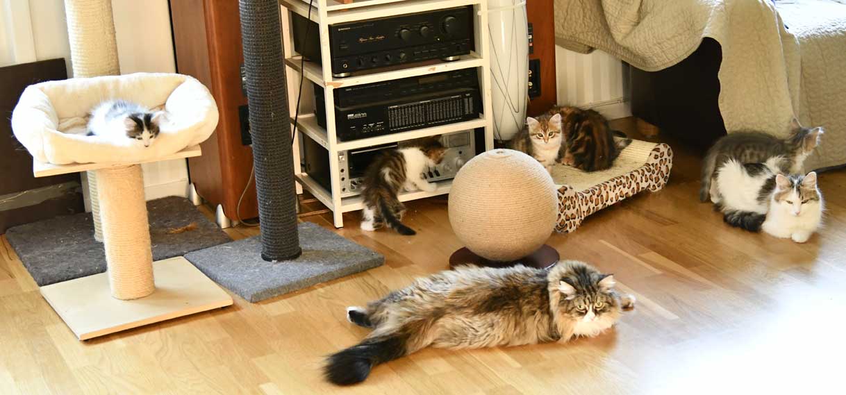 sibirisk katt