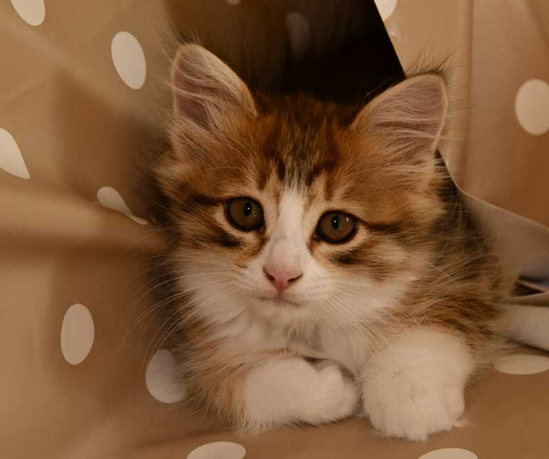 sibirisk katt Ueta