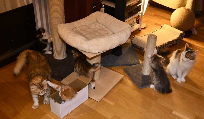 sibirisk katt