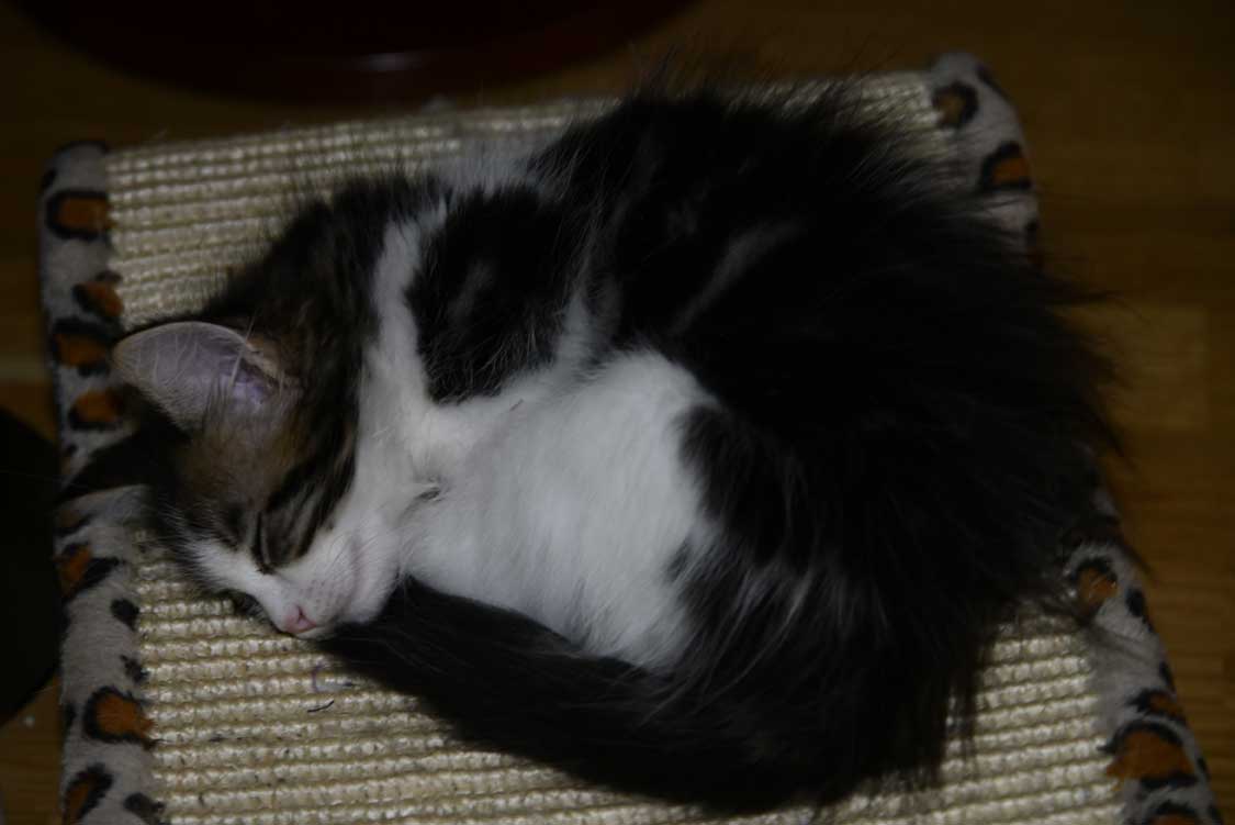 sibirisk katt Volga