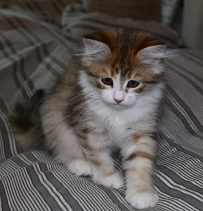 sibirisk katt Ursula
