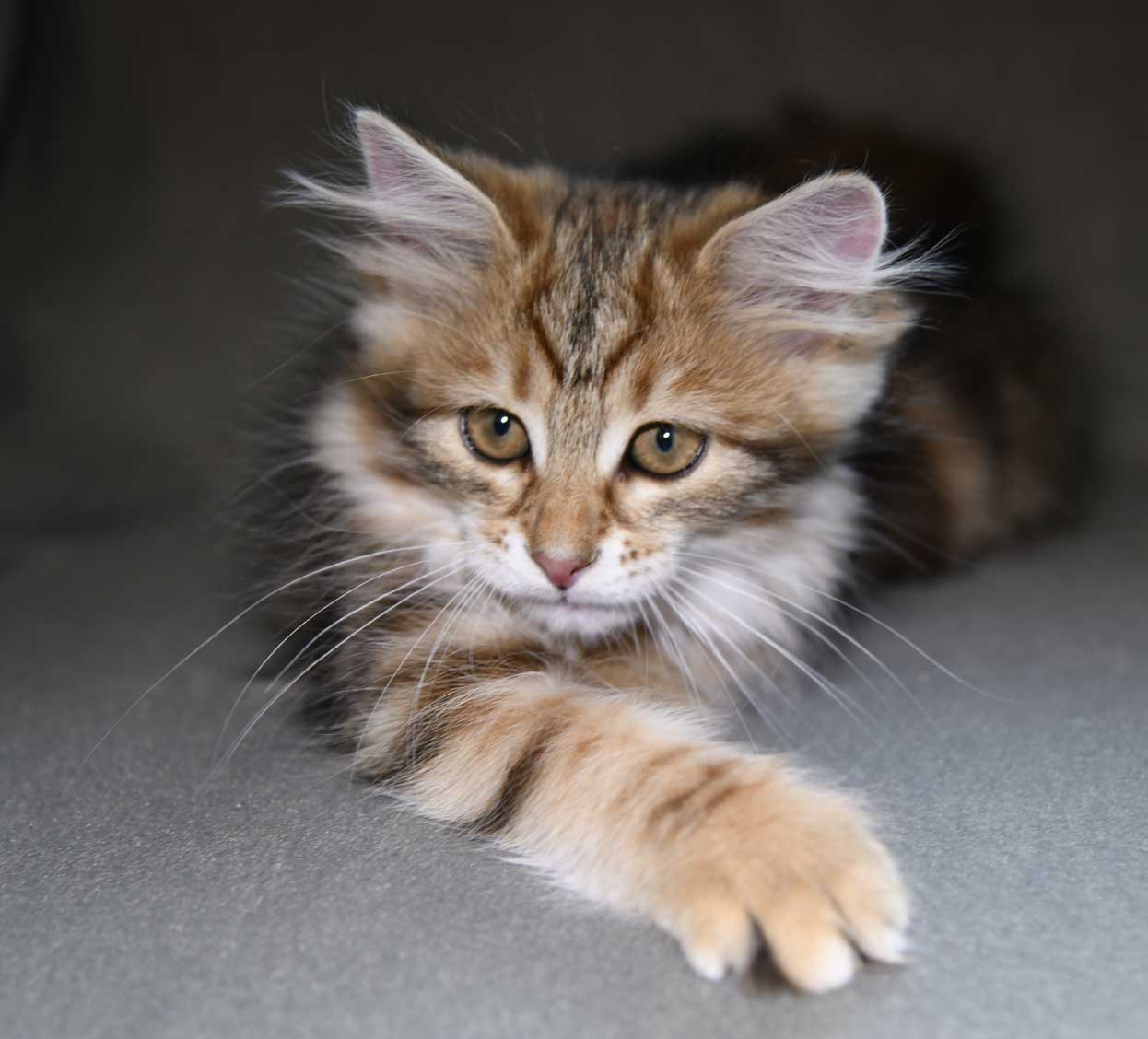 sibirisk kattunge Ul