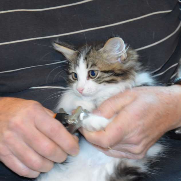 sibirisk katt Volga