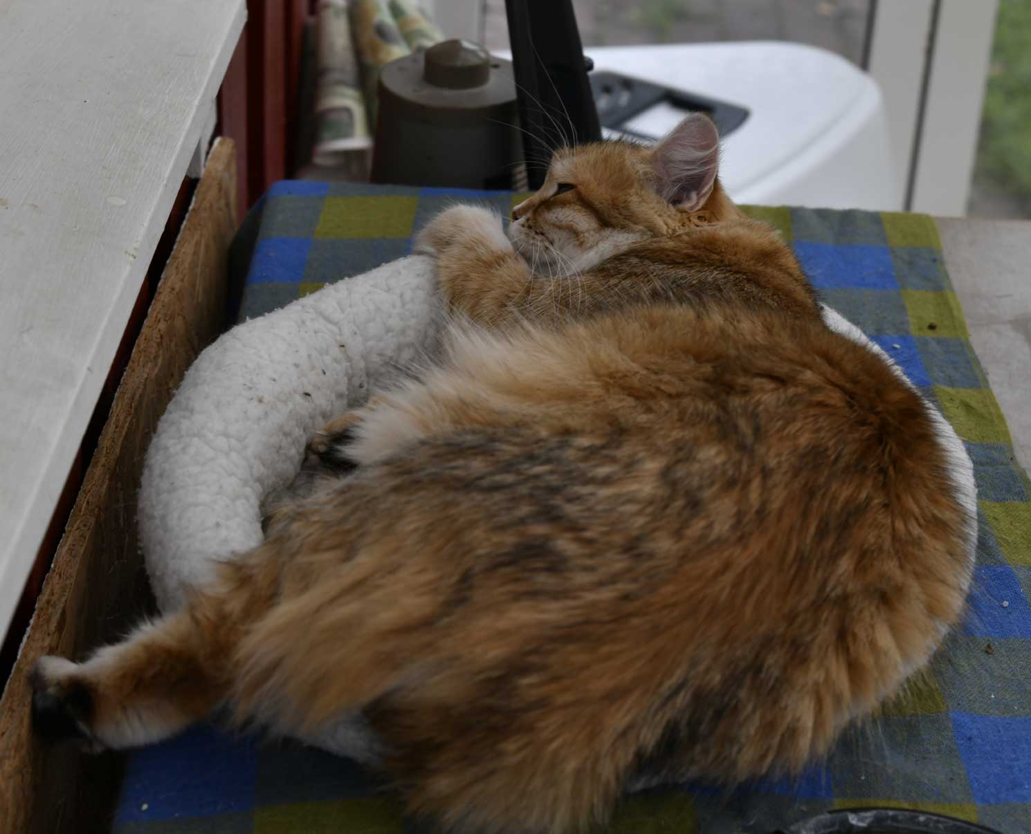 sibirisk katt Uni