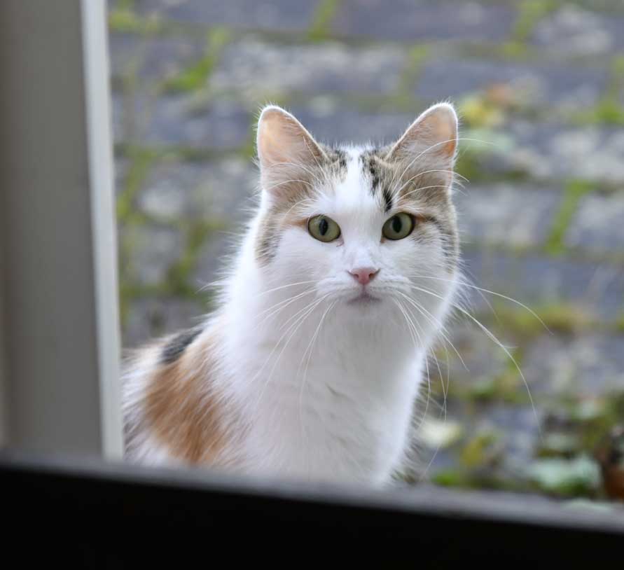 sibirisk katt Tracie