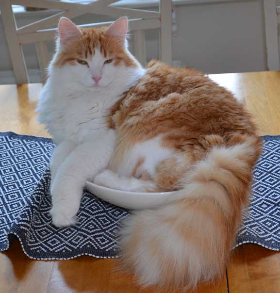 sibirisk katt Triton
