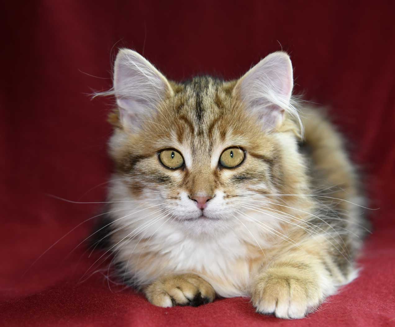 sibirisk kattunge Ul