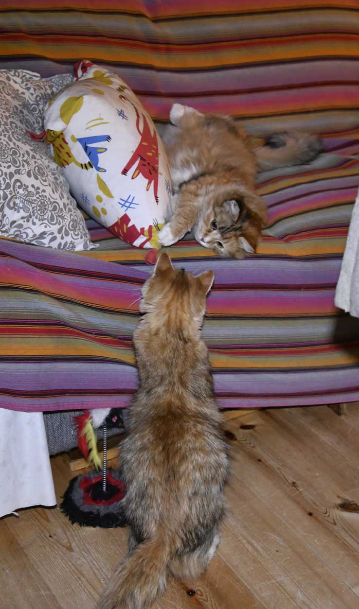 sibirisk katt