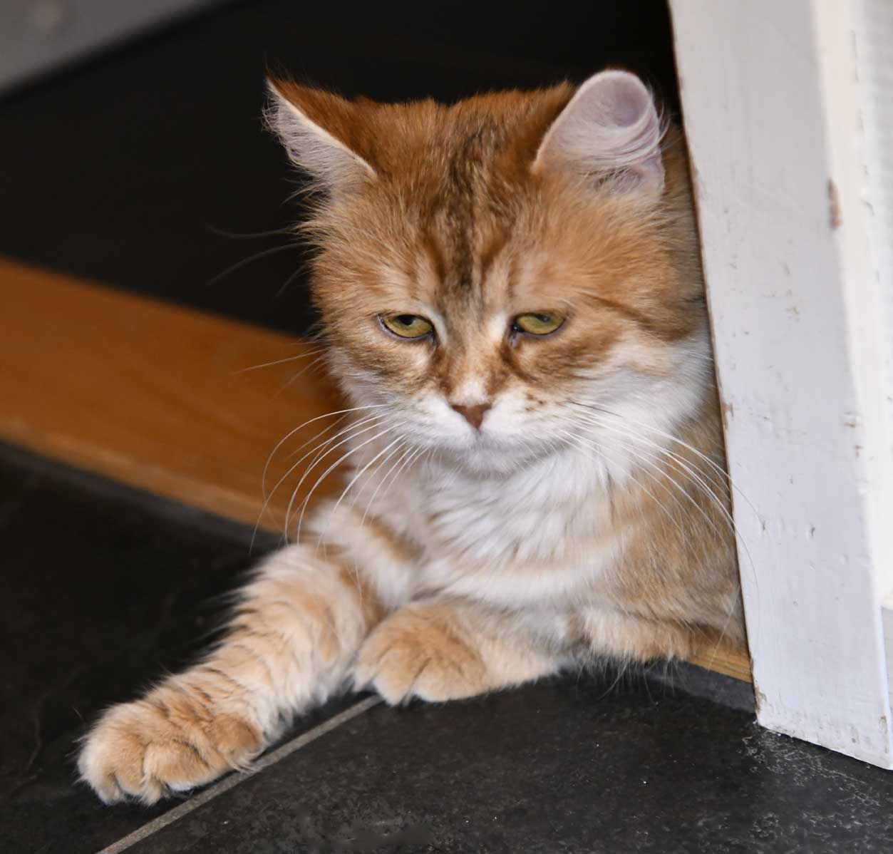 sibirisk katt Uni