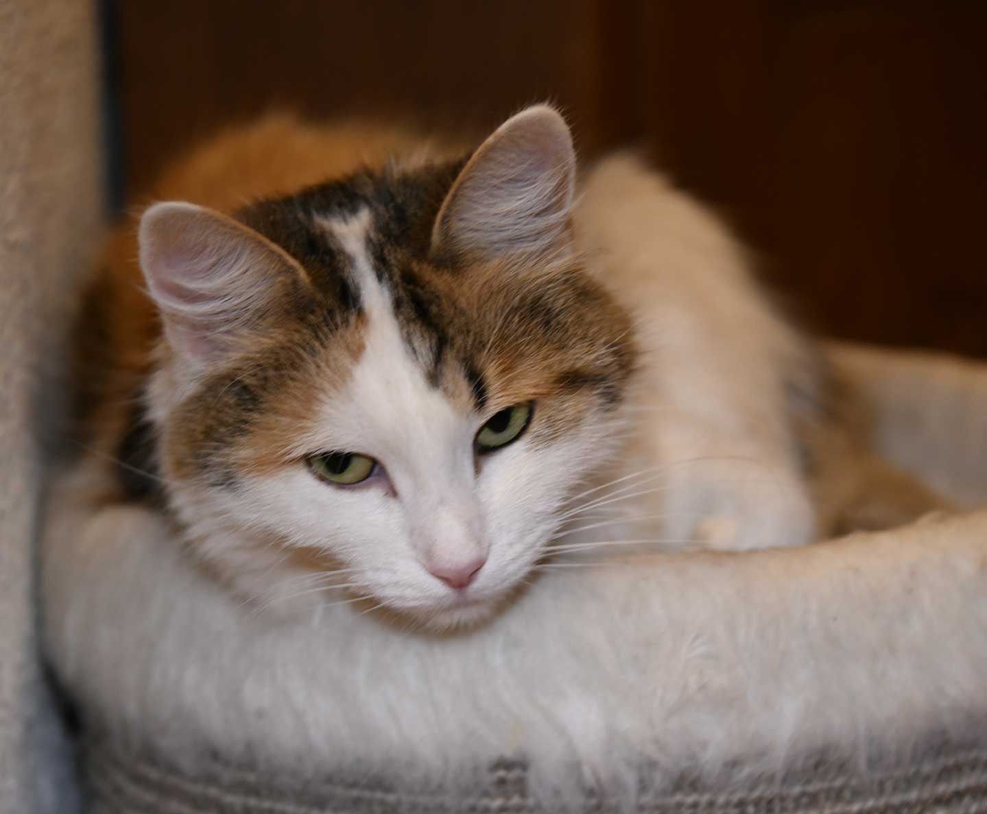 sibirisk katt Tracie