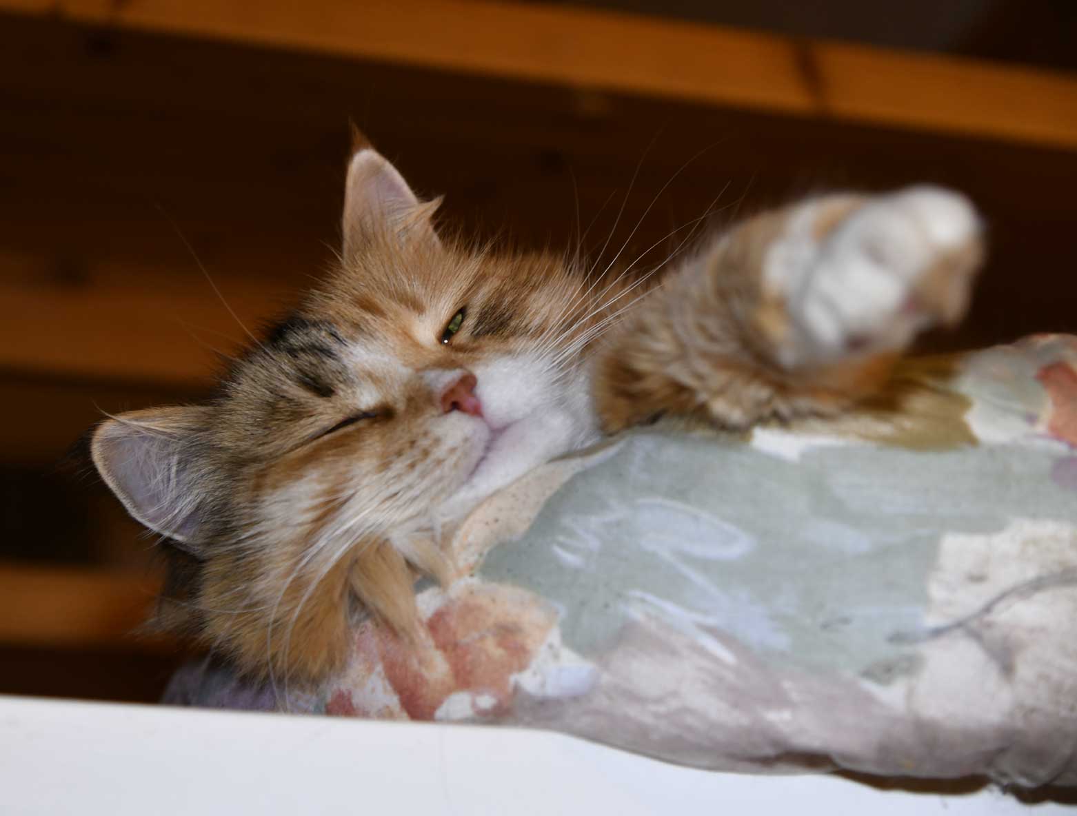 sibirisk katt Dani