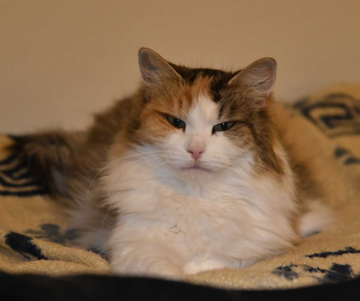 sibirisk katt Colbie
