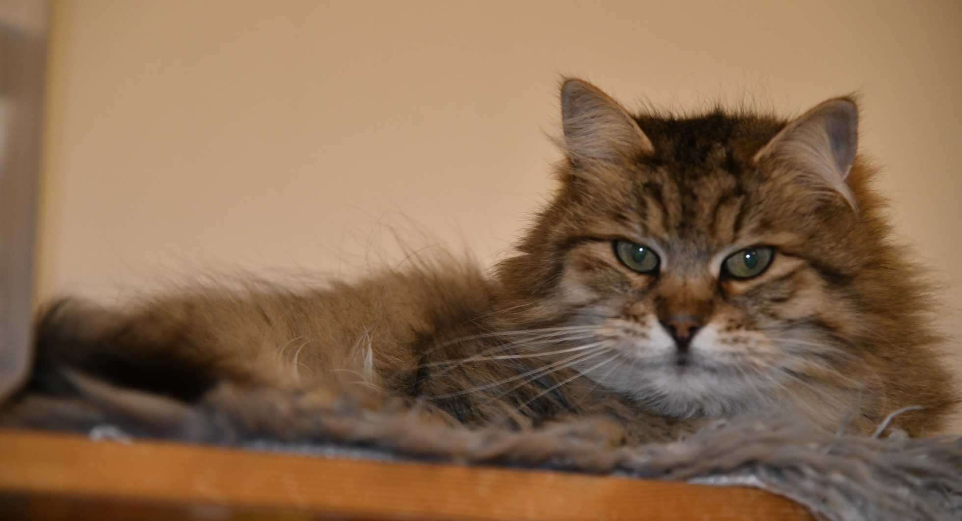 sibiriskkatt Gabbie
