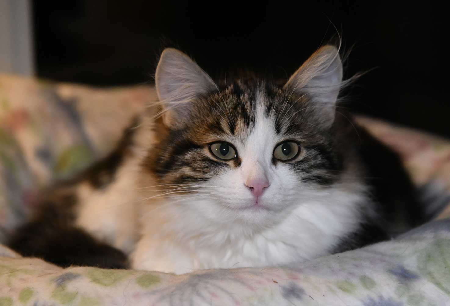 sibirisk kattunge Vickie