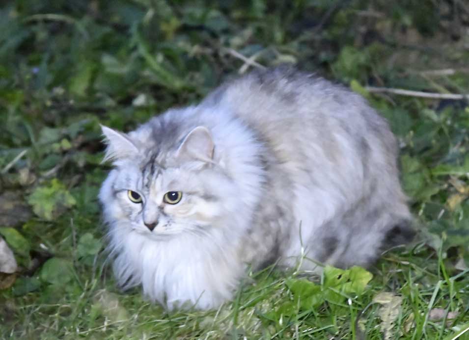 sibirisk katt Zinnie