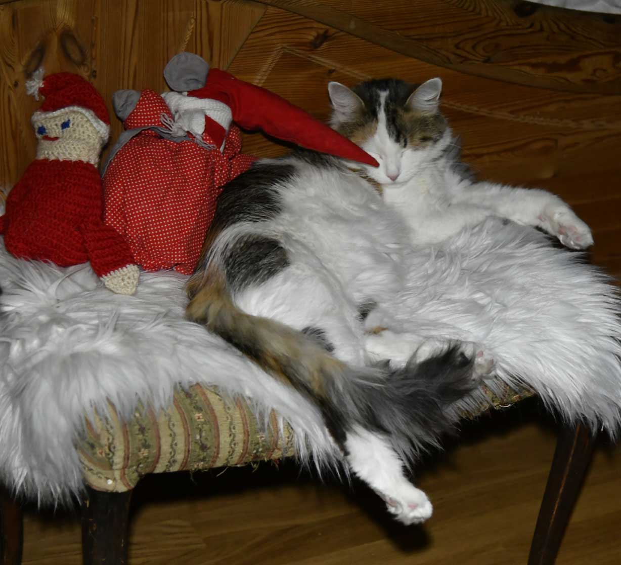 sibiriskkatt Tracie