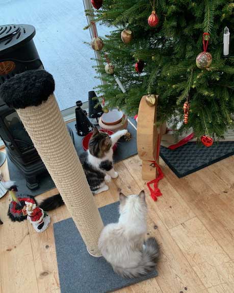 Sibiriska kattungar Vickie o Whiffi