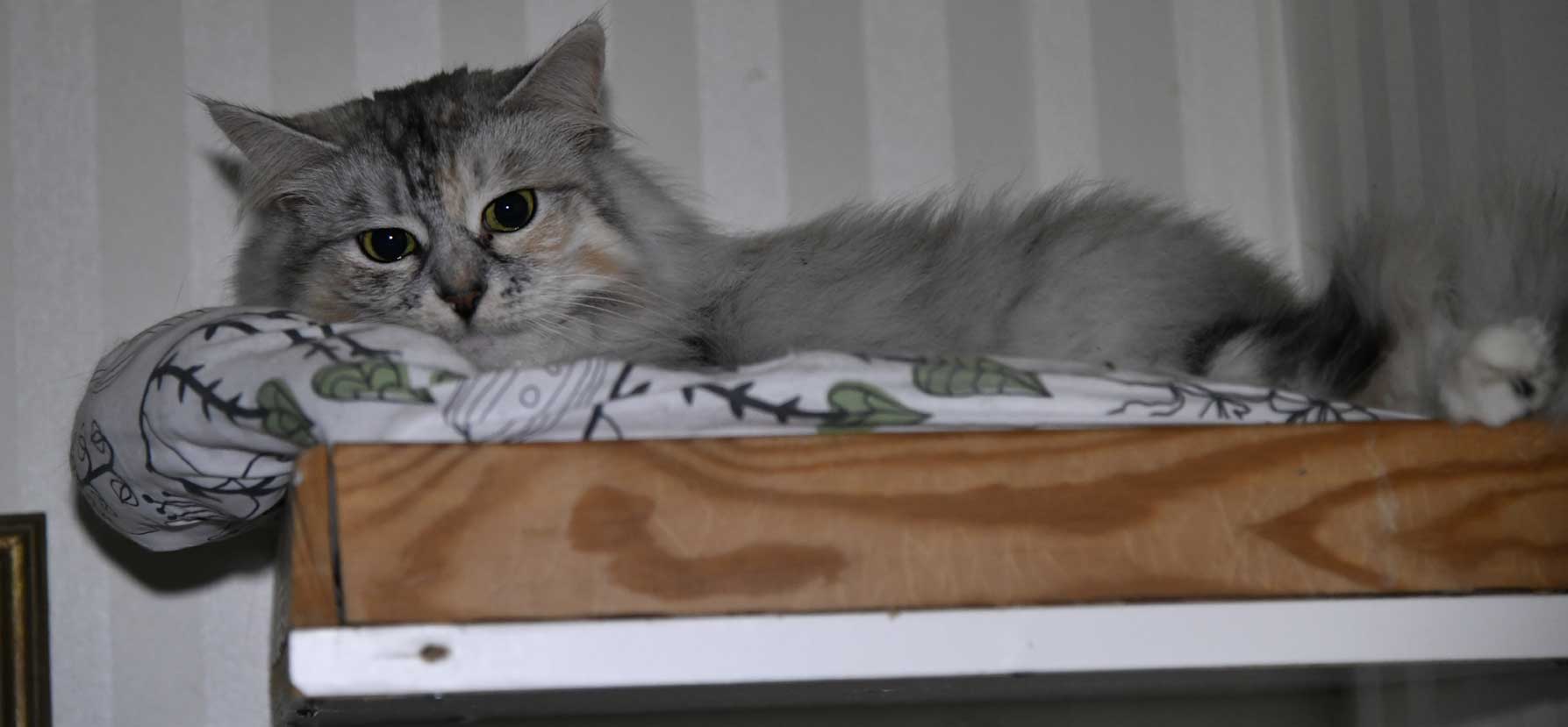 sibirisk katt Zinnie