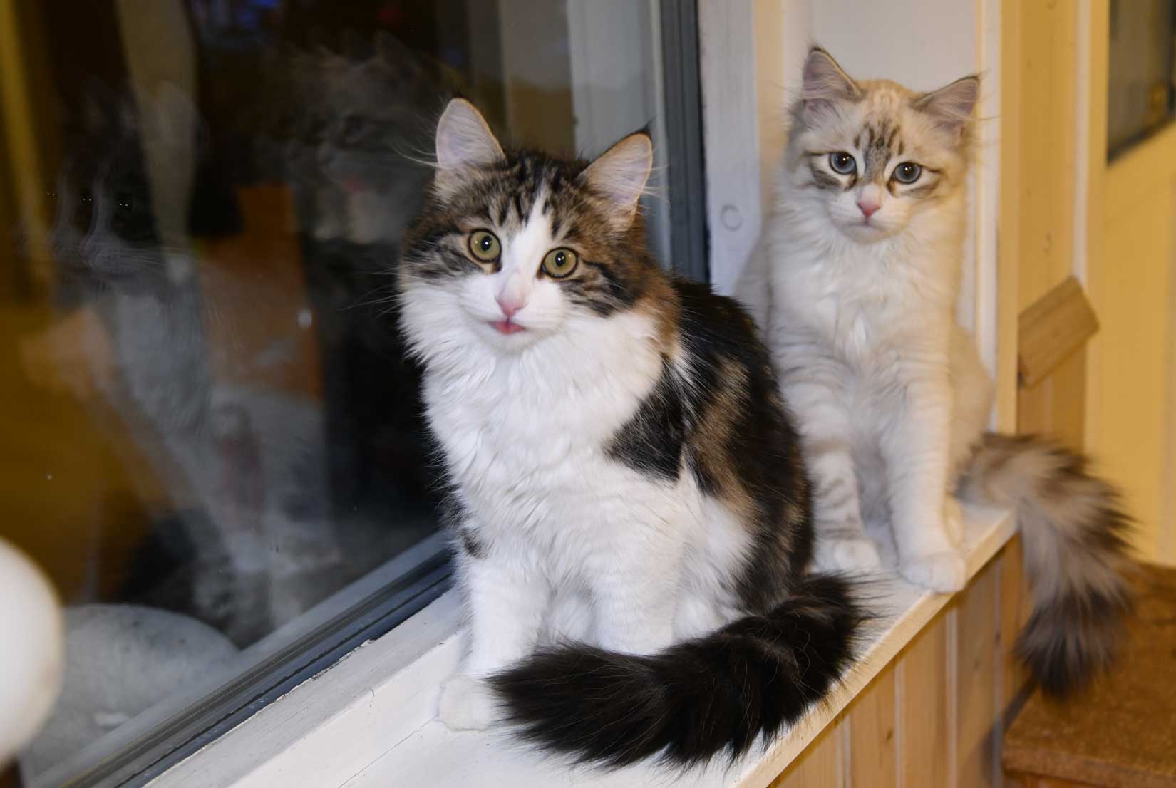 sibiriska kattungar Vickie o Whiffi