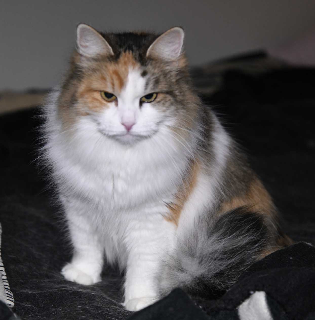sibirisk katt Colbie