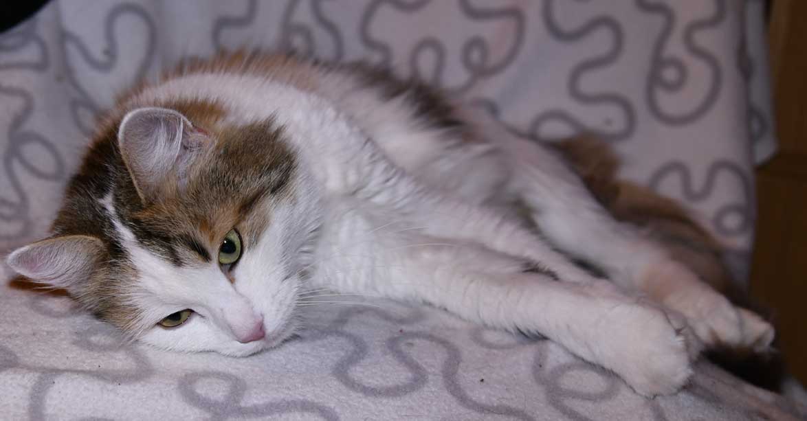 sibirisk katt Tracie