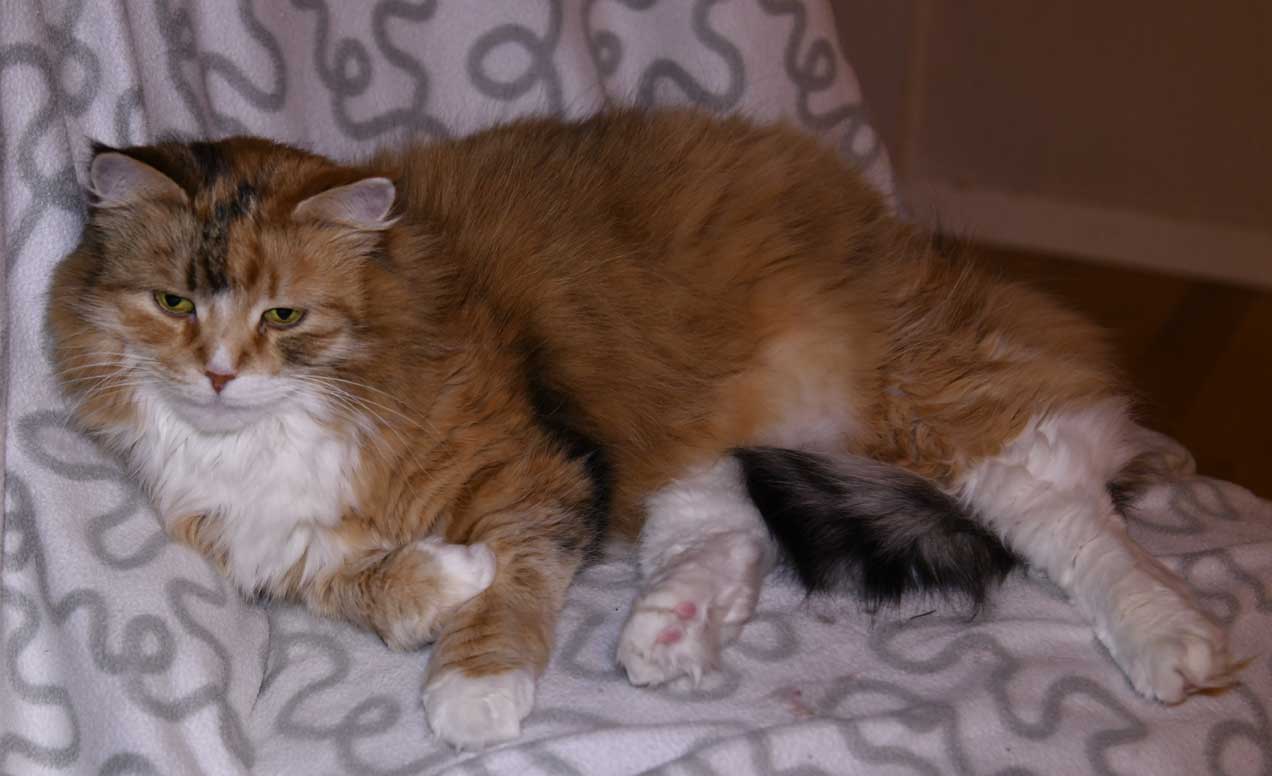 sibirisk katt Dani