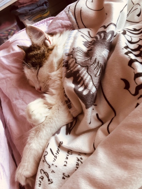 sibirisk katt Polaris