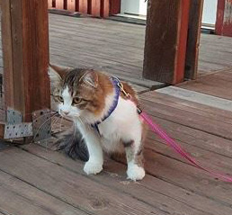 Sibirisk katt Electra