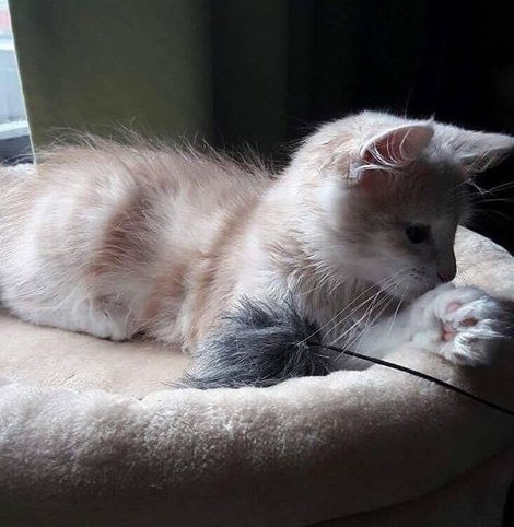 Sibirisk kattunge Magni