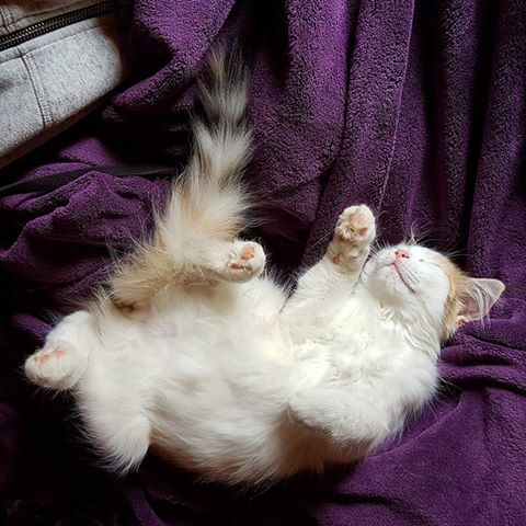 sibirisk kattunge Nymphe