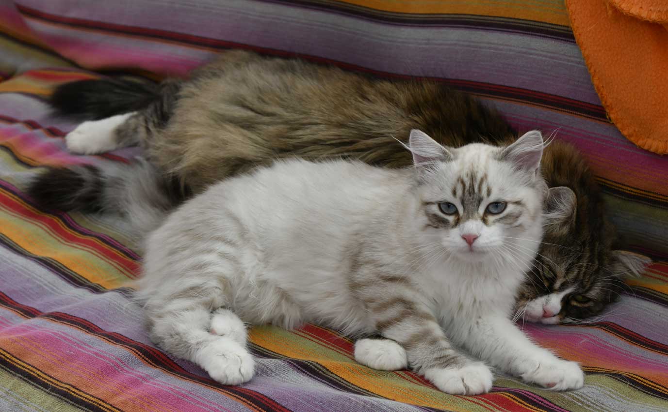 sbirisk katt Starskys