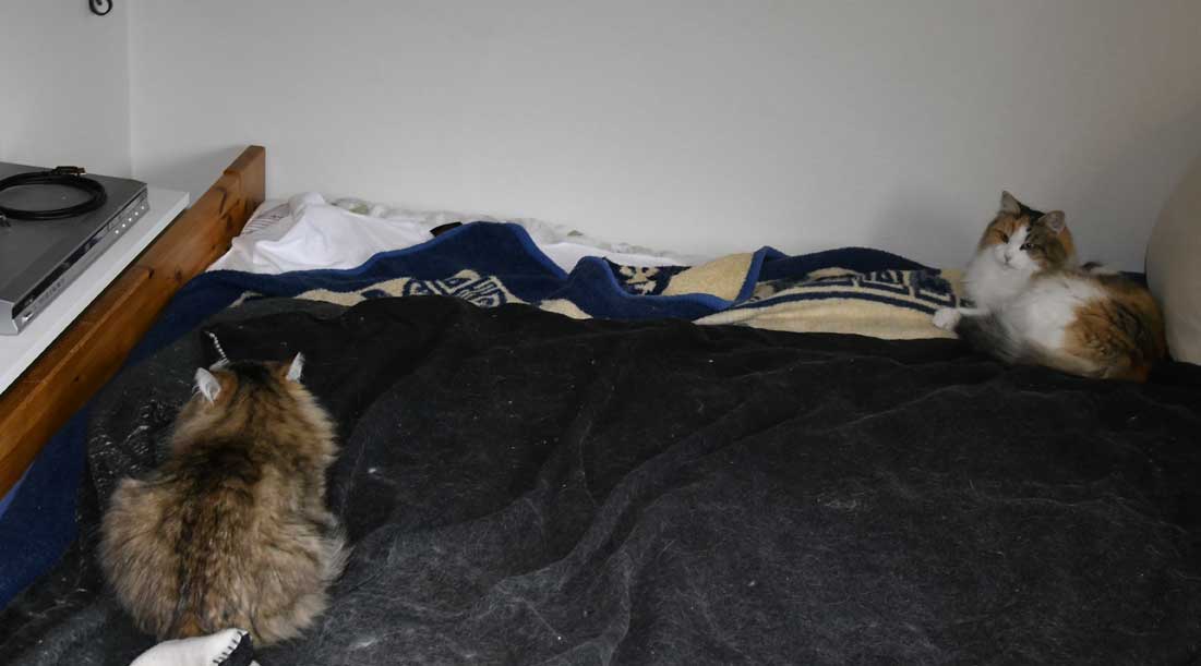 sibirisk katt Gabbie o Colbie