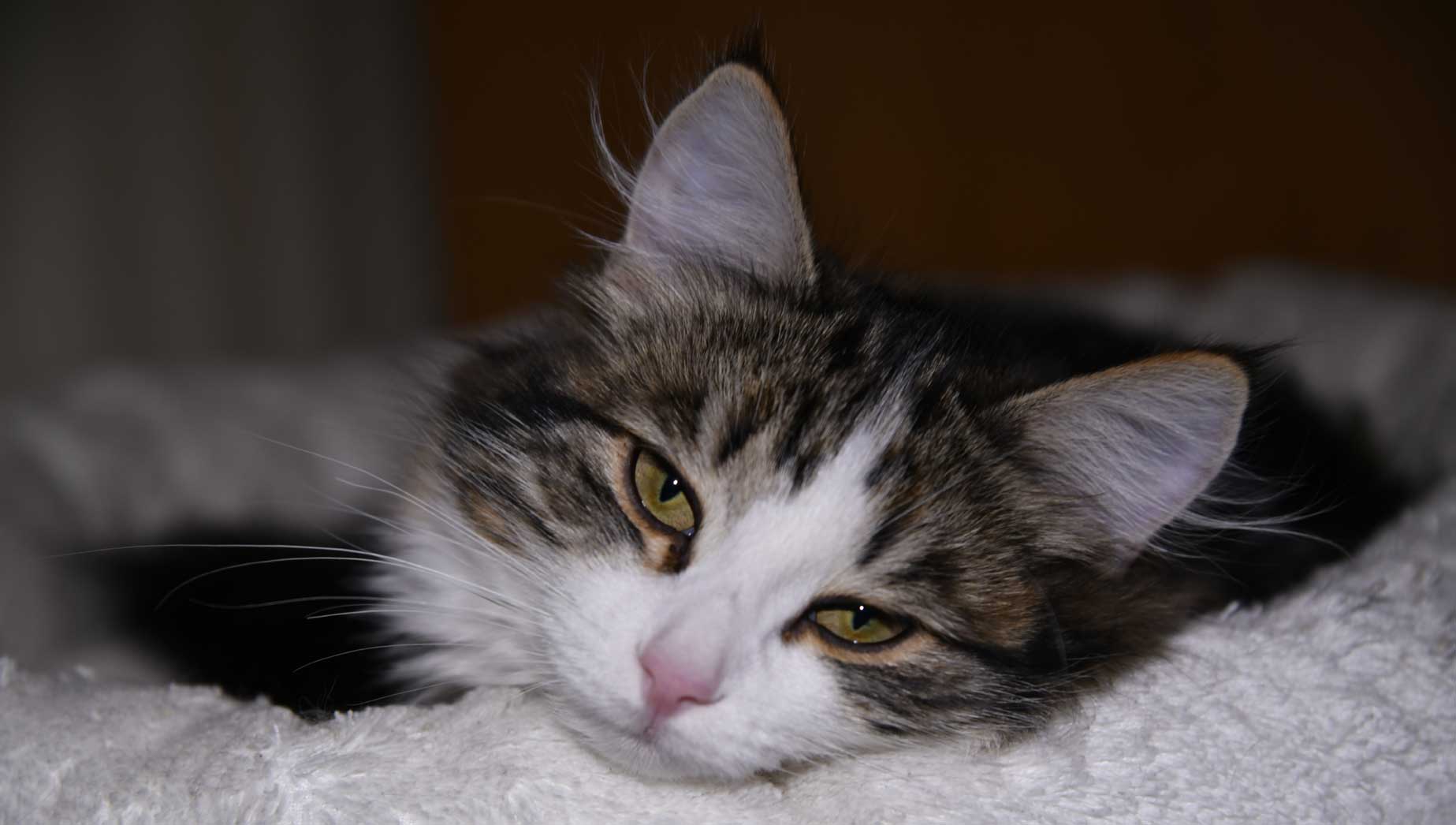 sibirisk kattunge Vickie