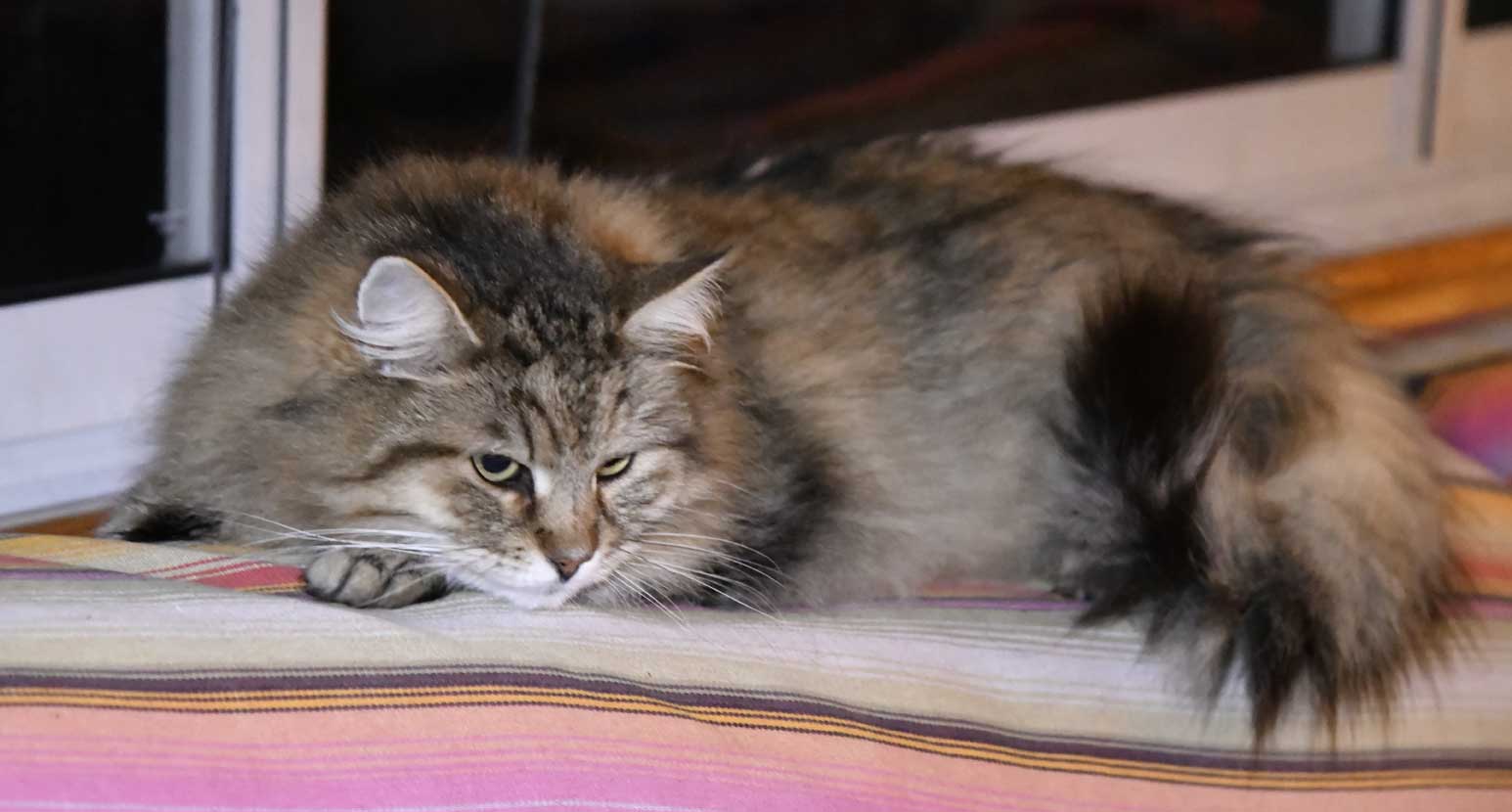 sibirisk katt Gabbie