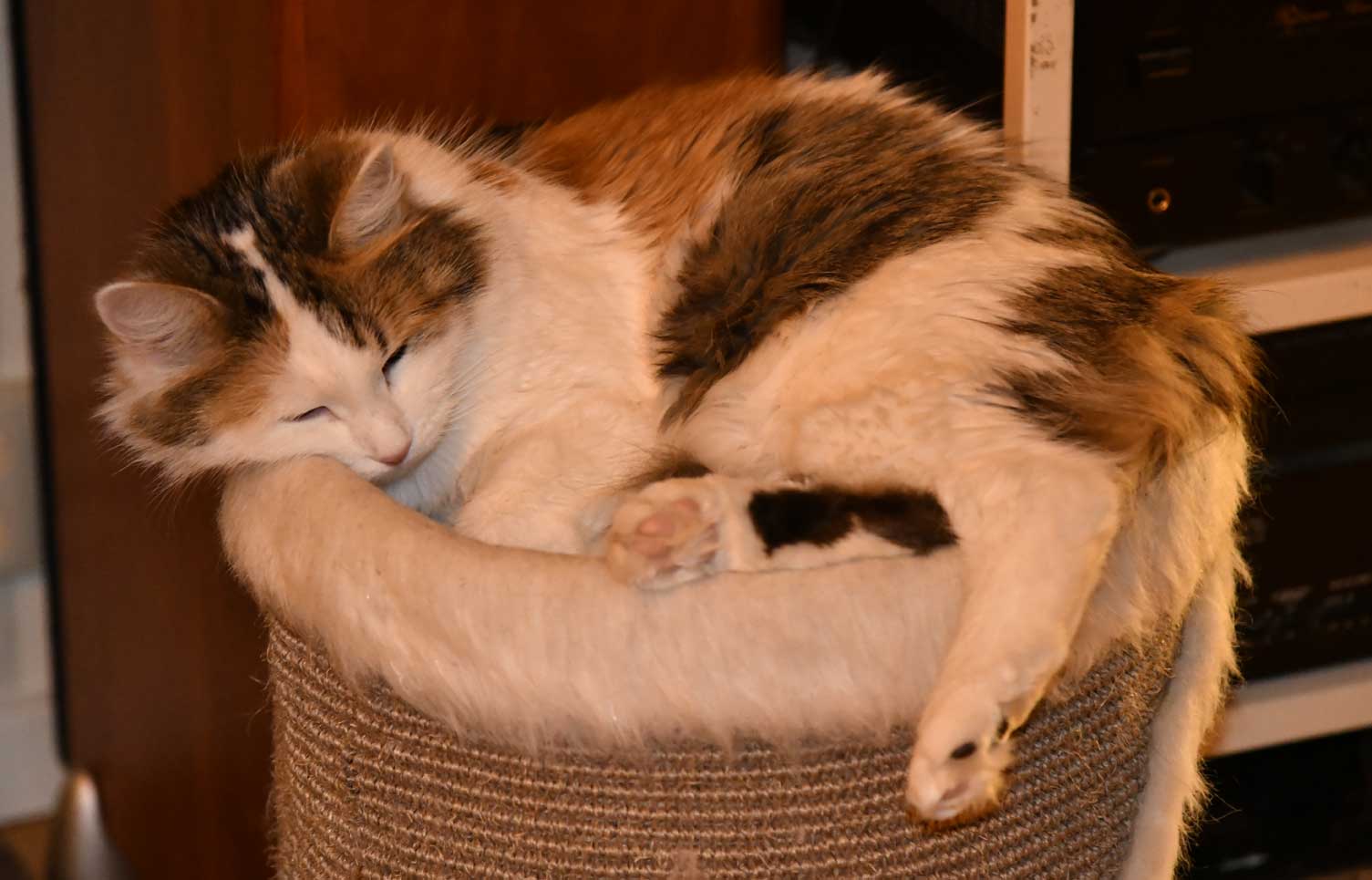 sibirisk katt Tracie