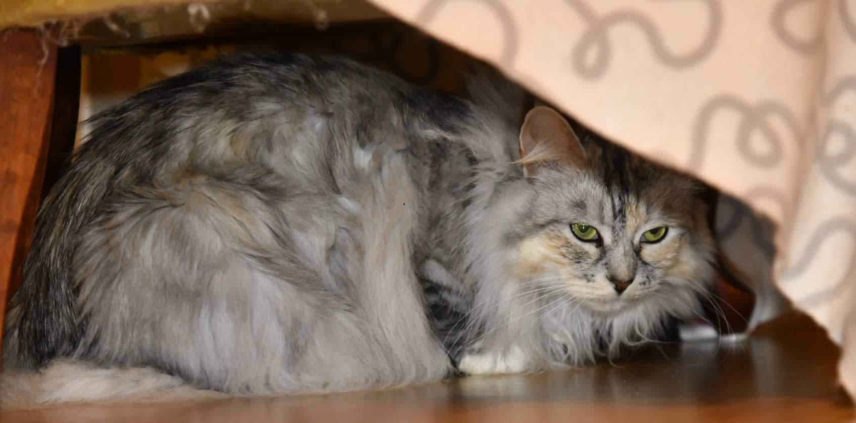 sibirisk katt Zinnie