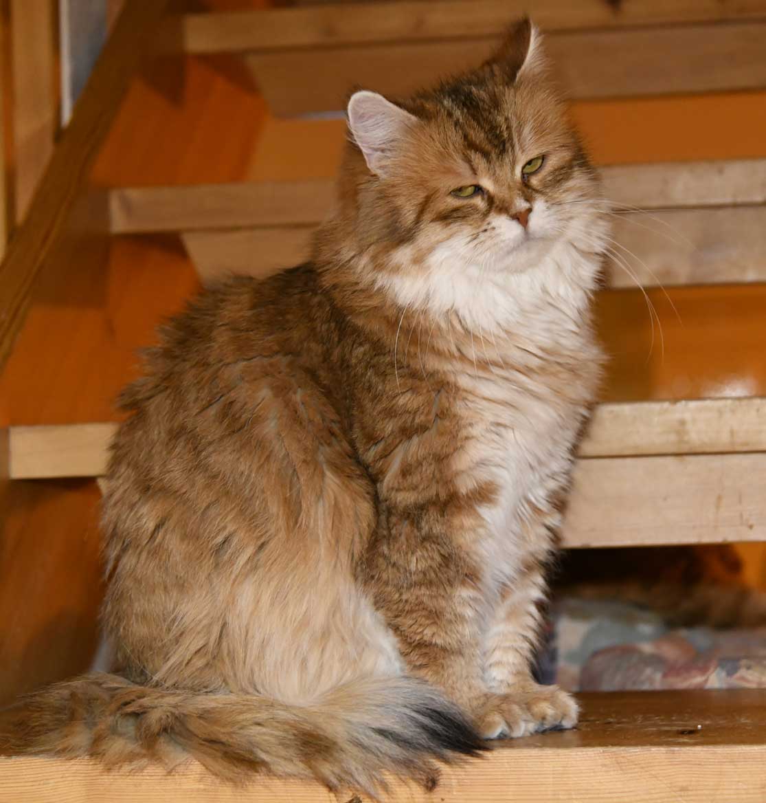 sibirisk katt Uni