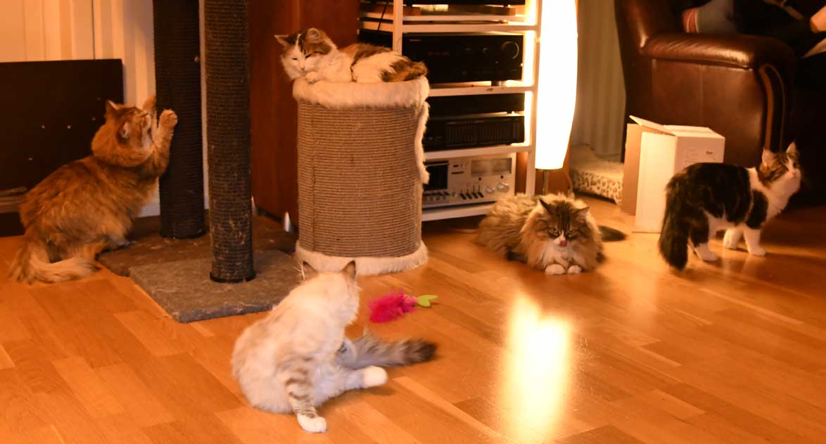 sibirisk katt Starskys