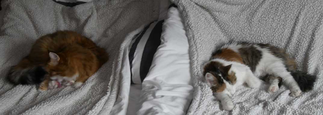 sibirisk katt Dani o Tracie