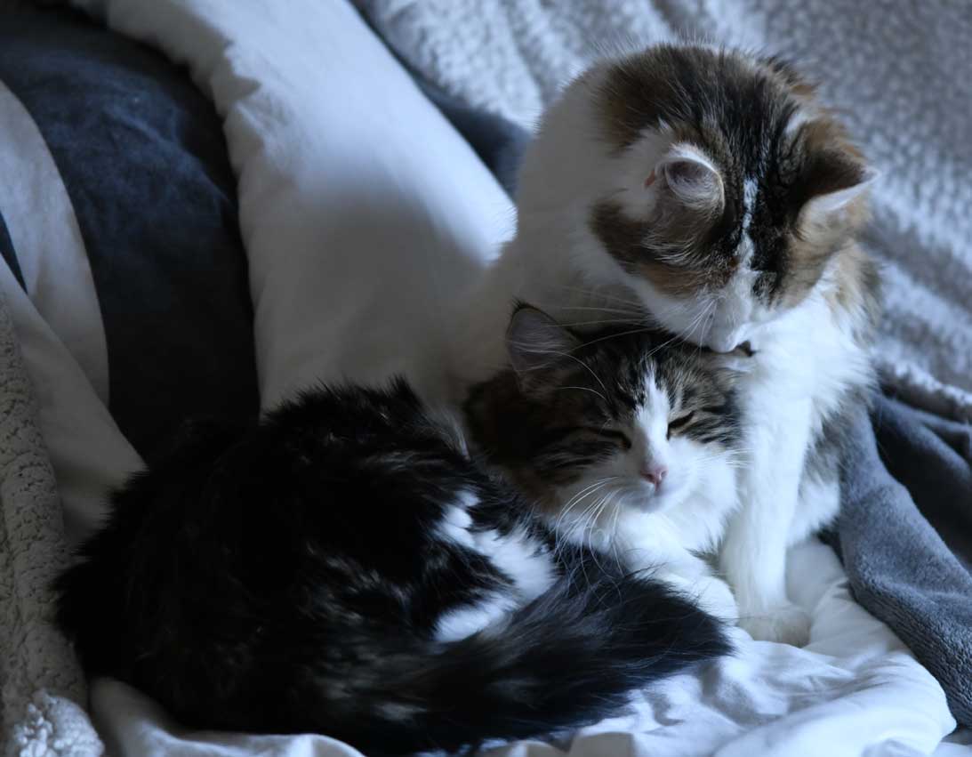 Sibirisk katt Vickie o Tracie