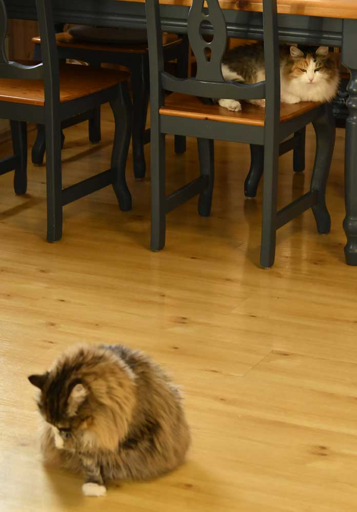 sibirisk katt Colbie o Mitzi