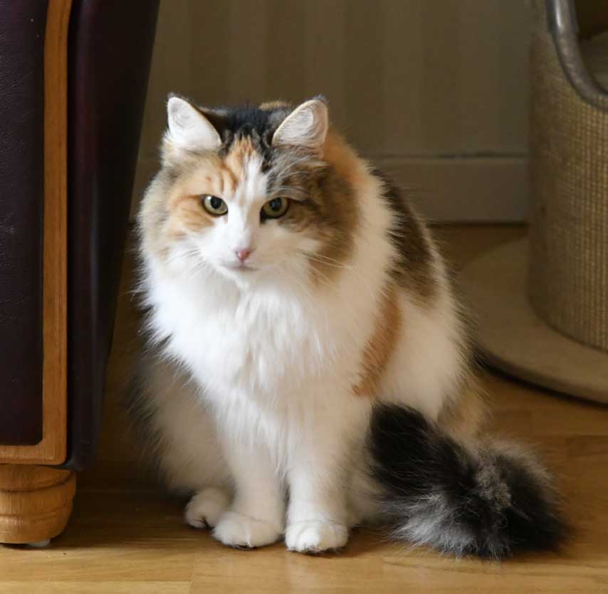 sibirisk katt Colbie