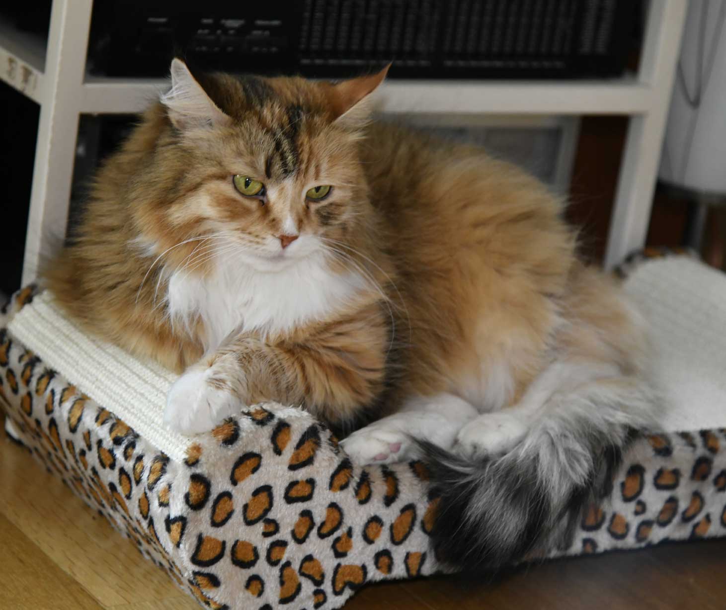 Sibirisk katt Dani