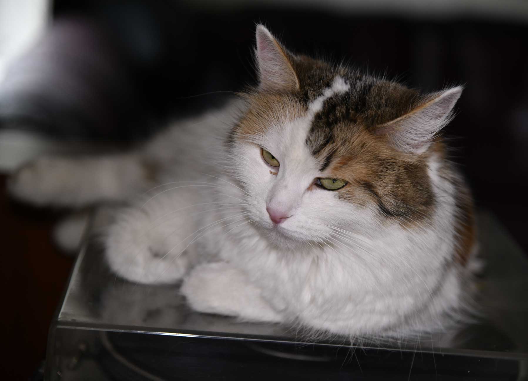 sibirisk katt Tracie