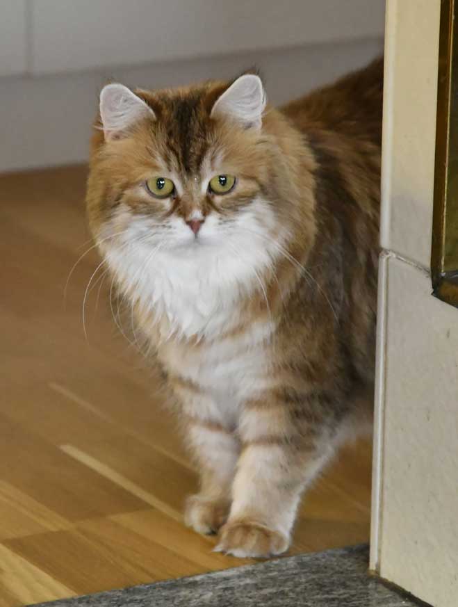 sibirisk katt Uni